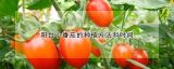 阳台小番茄的种植方法和时间