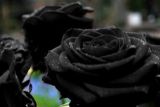 黑玫瑰花语