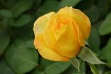 19朵黄玫瑰花语是什么