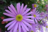 紫色雏菊的花语是什么