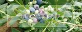 蓝莓如何种植与养护