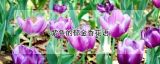 紫色的郁金香花语
