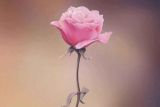 粉红玫瑰花语，爱情/初恋/对女性的赞美
