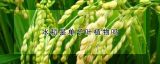 水稻是单子叶植物吗