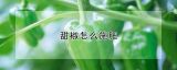 甜椒怎么施肥