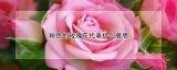 粉色的玫瑰花代表什么意思