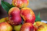 最大最甜的油桃品种 目前最好的油桃品种