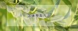 芝麻移栽方法