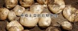 种植土豆的后期管理