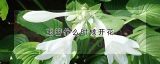 玉簪什么时候开花