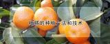 柑橘的种植方法和技术