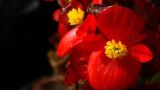 四季海棠花语