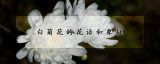 白菊花的花语和象征