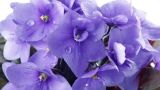 紫罗兰花语象征与寓意