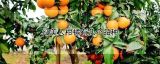 红美人柑橘有几个品种
