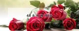 40朵玫瑰花语