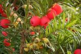红豆杉种植方法，种子种植的四大要点