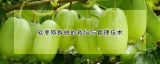 软枣猕猴桃的栽培与管理技术