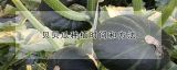 贝贝瓜种植时间和方法