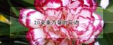 20朵康乃馨的花语