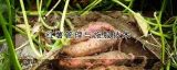 红薯管理与施肥技术