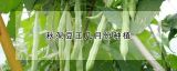 秋架豆王几月份种植