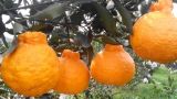 丑橘种植条件
