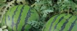 西瓜怎样种植