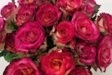 100种玫瑰花的名字 玫瑰花的种类