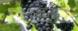 黑加仑葡萄是什么