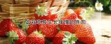 盆栽草莓生长缓慢的原因