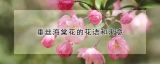 垂丝海棠花的花语和寓意