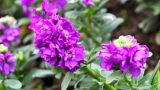 紫罗兰鲜花可以养几天