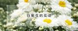 白菊花的花语