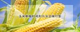玉米种植时间和方法及株行距