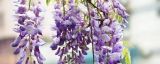 紫藤花有毒吗