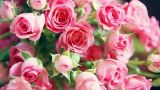 33朵粉玫瑰花语是什么