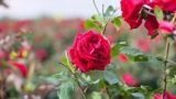 四季玫瑰的养殖方法和注意事项