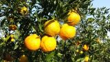 粑粑柑和丑橘是一种水果吗