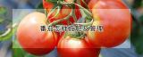 番茄怎样施肥及管理