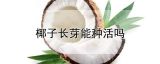 椰子长芽能种活吗