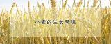小麦的生长环境