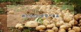 种土豆怎么管理产量高