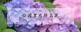 公园里有什么花