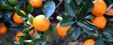 柑橘落果原因与防治