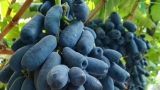 蓝宝石葡萄种植技术