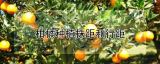 柑橘种植株距和行距