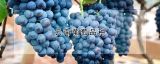 云南葡萄品种