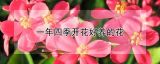 一年四季开花好养的花