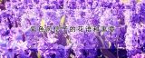 紫色风信子的花语和寓意